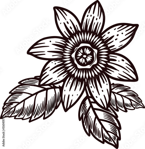 Hand drawn passion flower with detailed petals and leaves in vintage botanical engraved illustration