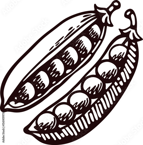 Hand drawn sketch of two pea pods with peas, botanical food illustration in vintage engraved