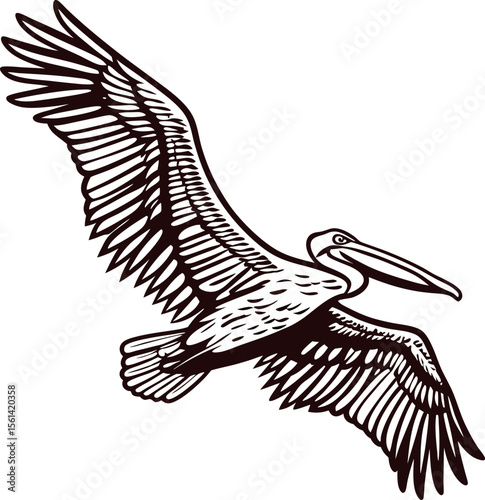 Detailed vintage pelican bird illustration with wings spread wide isolated on white background