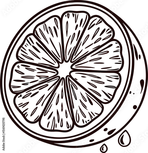 Hand drawn citrus fruit slice with juicy segments and dripping drops on white