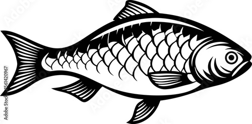 Black and white illustration of a freshwater carp fish with detailed scales and fins isolated on white background