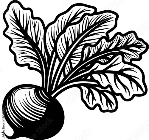 Hand drawn beetroot with leaves isolated on white background vintage engraved botanical illustration