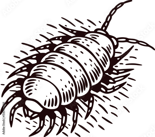 Engraved vintage illustration of a woodlouse insect with segmented body and legs isolated on white background