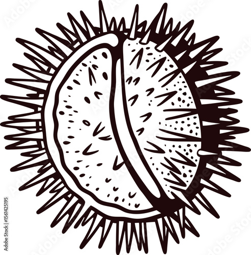 Hand drawn open chestnut fruit with spiky shell in vintage engraved illustration