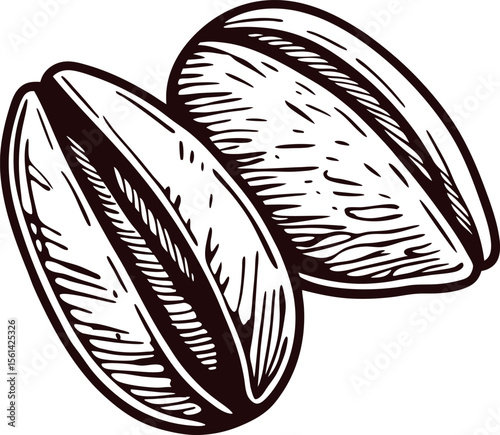 Hand drawn engraving of two open pistachio nuts in vintage isolated on white background