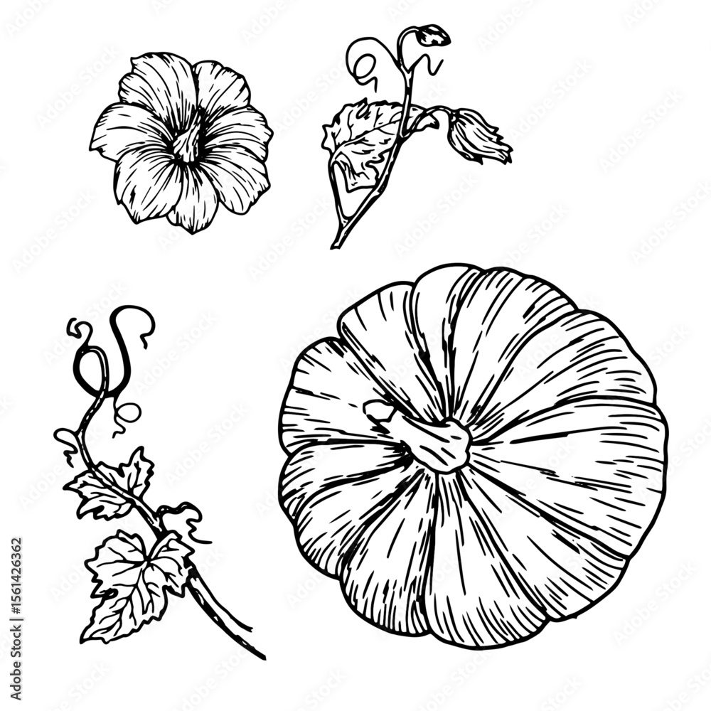 Obraz premium Pumpkin, pumpkin flower and twig with green leaves, set, black and white sketch. Vector illustration. Traditional decorative element for Halloween, isolated on background. Pumpkins for Thanksgiving