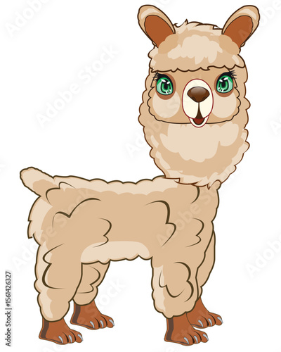 Animal alpaca on white background is insulated