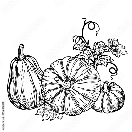 Pot-bellied pumpkins, ripe and green twigs with leaves and shoots, black and white ink sketch. Vector illustration. Autumn vegetable decor, isolated on a white background. Cooking theme, Halloween,