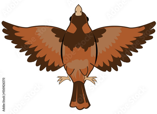 Flying bird type from below on white background is insulated