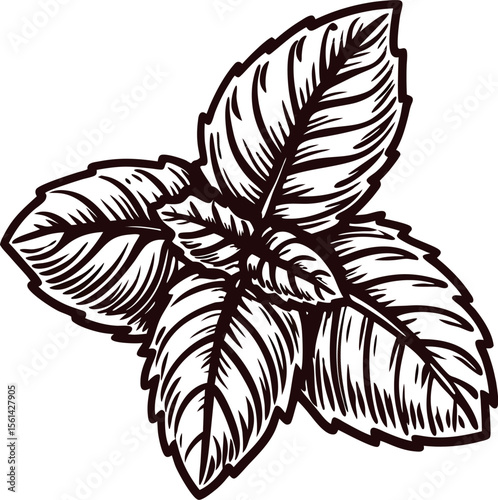 Hand drawn peppermint leaves isolated vintage botanical sketch illustration of fresh mint herb for tea or cooking design