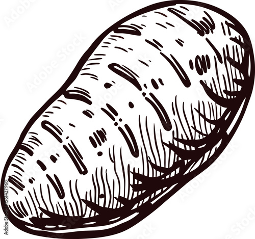 Hand drawn illustration of potato tuber isolated on white background, vintage engraved food sketch