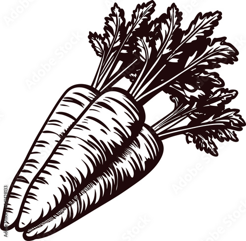 Hand drawn illustration of two fresh carrots with leafy tops isolated on white background