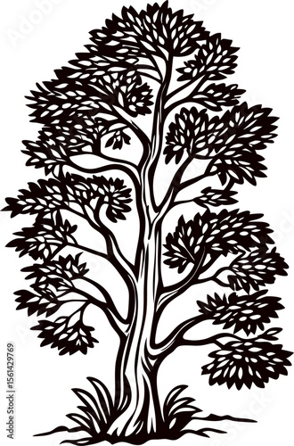 Hand drawn deciduous tree illustration with detailed leaves and branches in vintage engraving