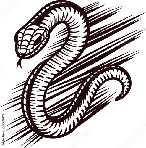 Vintage engraved drawing of a venomous snake in striking pose isolated on white background