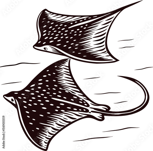 Hand drawn illustration of two spotted eagle rays swimming in ocean, vintage engraved marine wildlife art