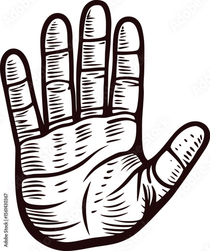 Detailed vintage illustration of an open human hand palm with fingers spread isolated on white background