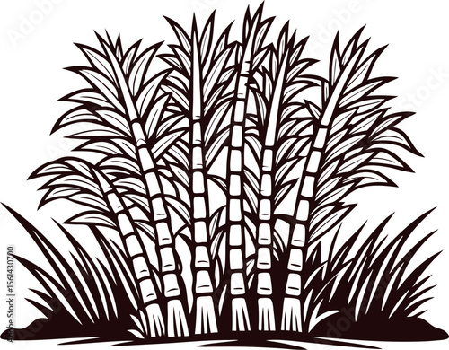 Hand drawn ripe sugarcane stalks bundle with leaves isolated on white background, botanical sketch illustration