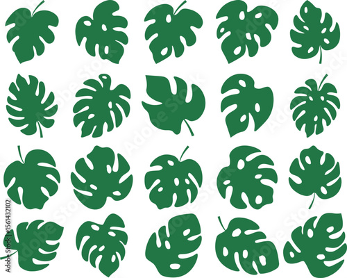 Tropical Monstera Leaf