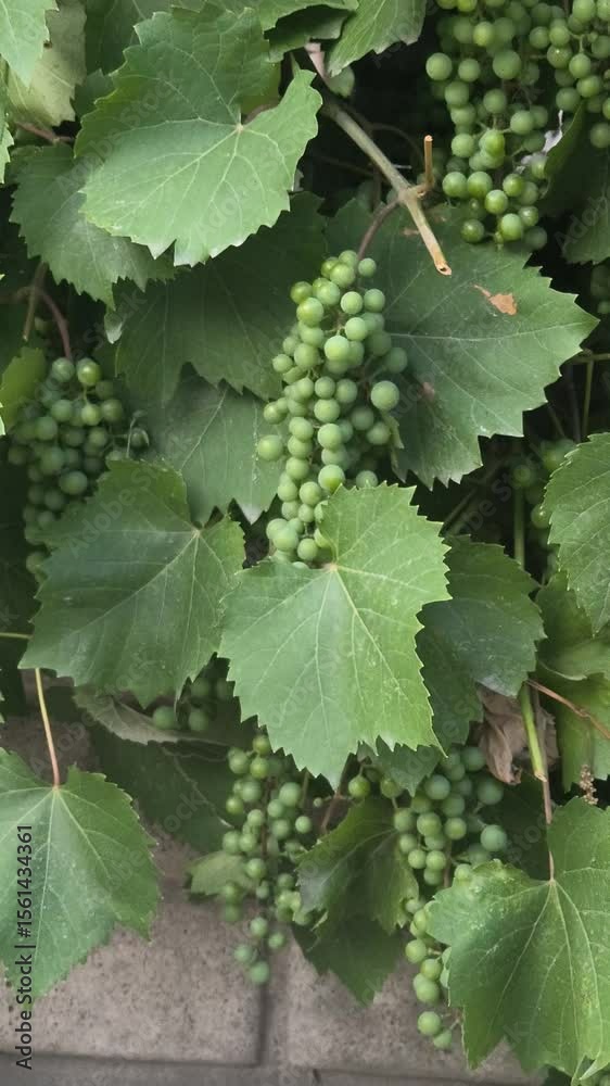 green small grapes on the vine. small green grapes. unripe grapes. slow motion video. leaves and grapes. Close-up view of small, unripe green grapes, green small grapes on the vine. small green grapes. unripe grapes. slow motion video. leaves and grapes. Close-up view of small, unripe green grapes,