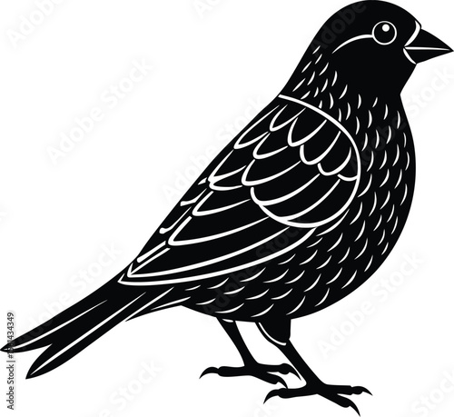 Canary Silhouette