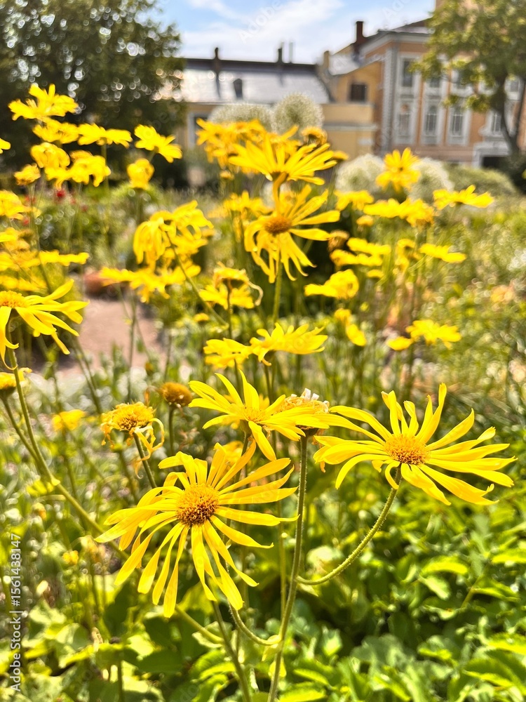 Fototapeta premium A rare Blooming yellow Doronicum in a summer garden. Nature background