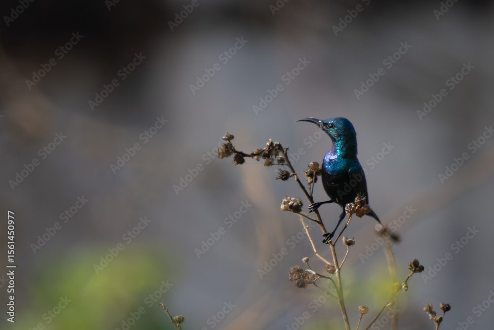 Naklejka premium A vibrant male sunbird perched gracefully on a dry plant stem, showcasing its shimmering metallic blue and green plumage against a soft blurred background.