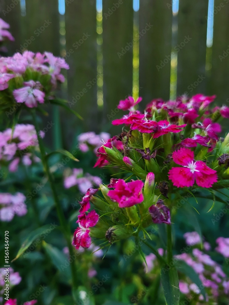 Fototapeta premium Bright pink carnations in summer garden