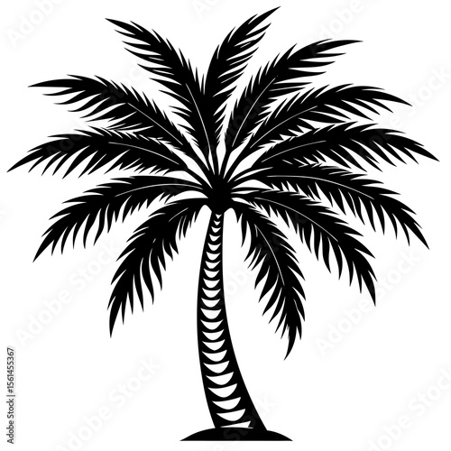 silhouette of palm tree