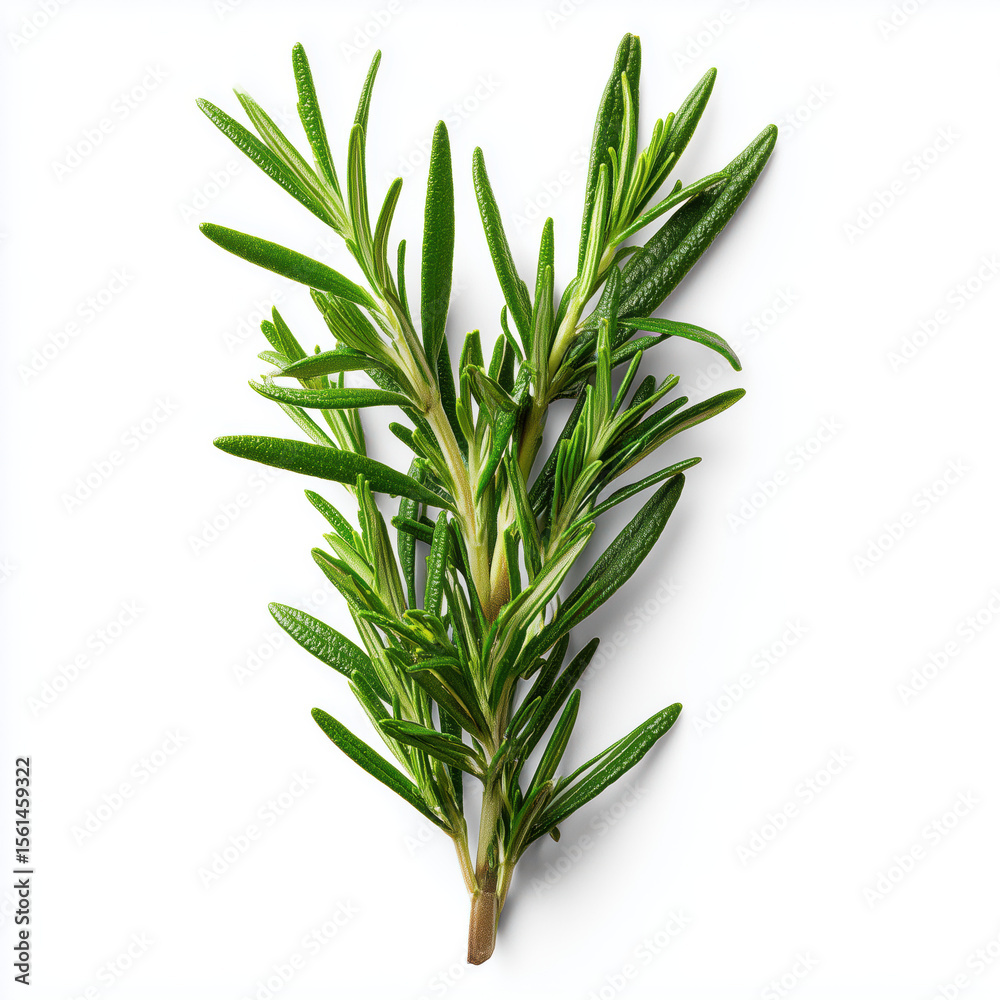 Fototapeta premium Fresh Rosemary Sprig - Aromatic Herb for Cooking , PNG isolated cut out image