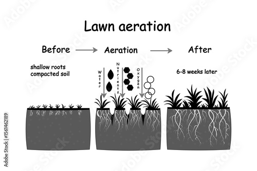 Lawn aeration stage illustration. Before and after aeration. Gardening grass lawn care, landscaping, lawn grass care service. Illustration for article, infographics or instruction. Vector illustration