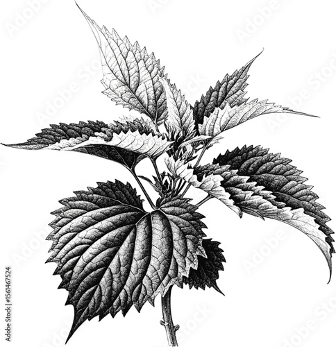 Fresh Green Shiso – The Fragrant Herb of Japan Shiso leaves herb vintage linework ink sketch hand drawn pen drawing vector illustration background