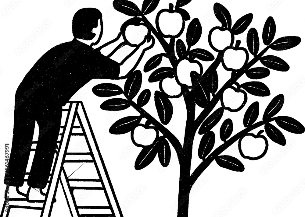 Farmer harvesting apples from a tree with ladder sketch