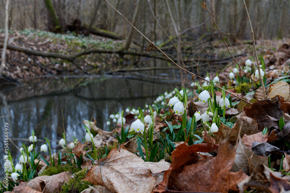 Fototapeta premium Märzenbecher, Frühlings-Knotenblume, Leucojum vernum