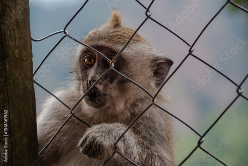 Curious wild monkey peering intensely through wire fence with captivating orange eyes