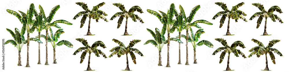 Banana tree isolated on white, alpha transparent background PNG with clipping paths for garden design. Banana tree isolated on white, alpha transparent background PNG with clipping paths for garden design.