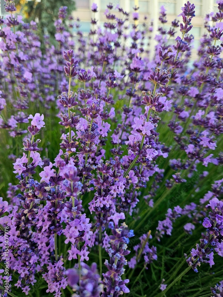 Naklejka premium Close up of purple lavender. Floral lavender background. Lavender - a garden plant with purple flowers. Beautiful natural floral background