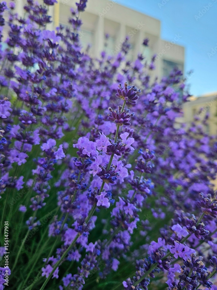 Naklejka premium Close up of purple lavender. Floral lavender background. Lavender - a garden plant with purple flowers. Beautiful natural floral background