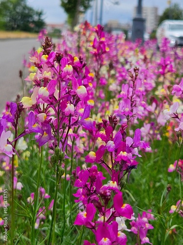Linaria blooms in a flowerbed by the road, colorful flowers in the garden. Delphinium flowers, there are many of them in the background. Beautiful colorful flowers in the summer.