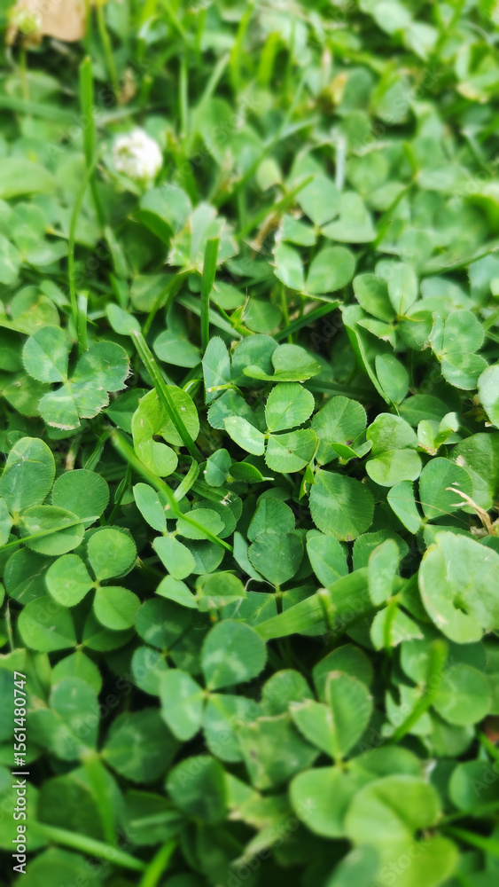Fototapeta premium A close up of a green clover field