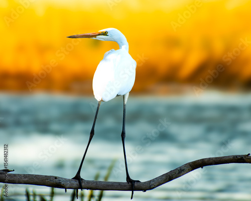 Great Egret