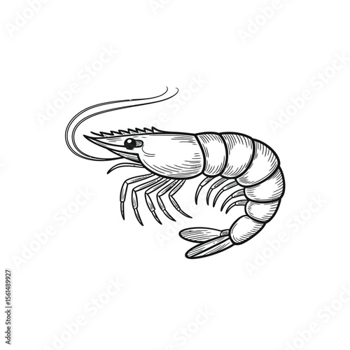 Hand Drawn Black and White Shrimp Illustration