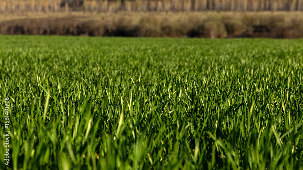 Obraz premium A Vibrant Green Grass Landscape Captured Beautifully Under a Clear Blue Sky Above