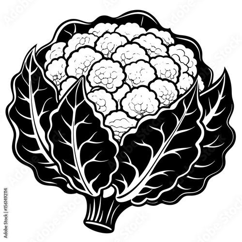 head of cabbage