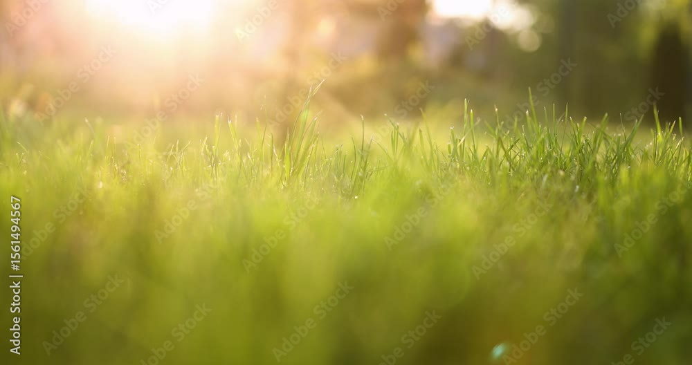Green grass in bright sun rays. Slow motion movement to the right
