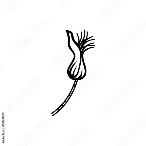 Illustration of poppy pod vector illustration, botanical drawing of flower seed head for design and decoration use, art 100 vector