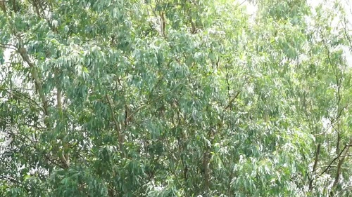 Green leaf at tree top moving by wind, Nature background