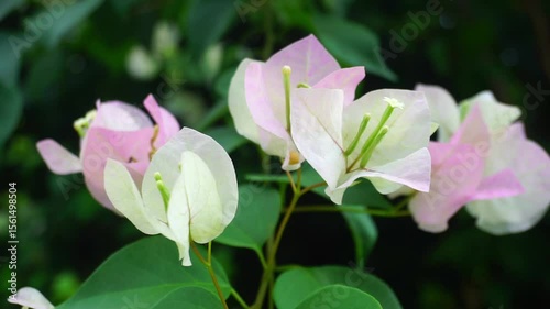 Close up shot of Bougainvillea flower blooming at tree
