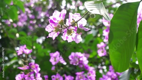 Close up shot of Thai crape myrtle flower blossom (Lagerstroemia floribunda Jack)