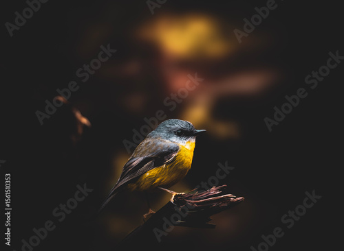 Eastern. Yellow Robin