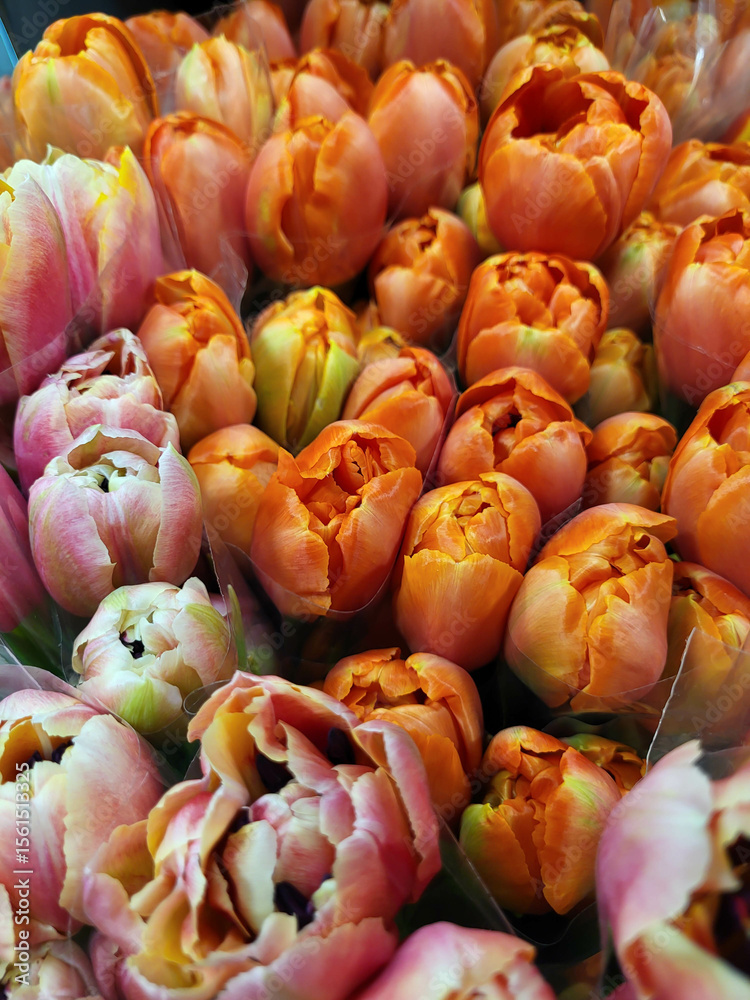 custom made wallpaper toronto digitalPink and bright orange tulips. The concept of the spring holiday on March 8 Valentine's Day, Mother's Day, and Family Day